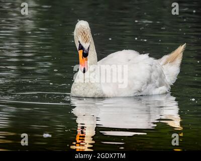 Ein wunderschöner weißer stummer Schwan (Cygnus olor), der auf einem See sitzt, Wassertröpfchen, die vom Schnabel kommen und im Wasser reflektiert werden. Stockfoto