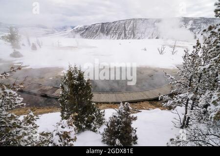 Promenade in der Nähe von heißen dampfenden Pools und Bäumen im Winter, Mammoth Hot Springs, Yellowstone Stockfoto