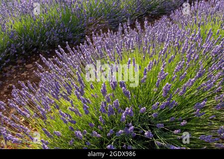 Lavendelpflanzen auf dem Feld. Lila duftende Blüten.Lavandula angustifolia. Stockfoto