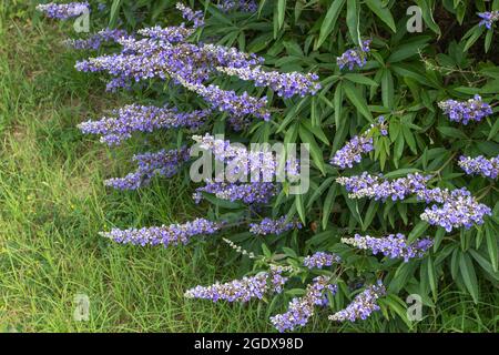 Keuscher Baum. Vitex Pflanze mit Spitzen von Lavendel Schmetterling anziehenden Blumen. Stockfoto