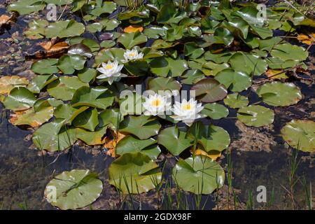 Nymphaea alba blühende Pflanzen. Weiße Seerosenblüten im Zierteich. Stockfoto