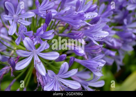 Agapanthus blaue Blüten in der Nähe. Lilie des Nils oder afrikanische Lilie blühende Pflanze. Stockfoto