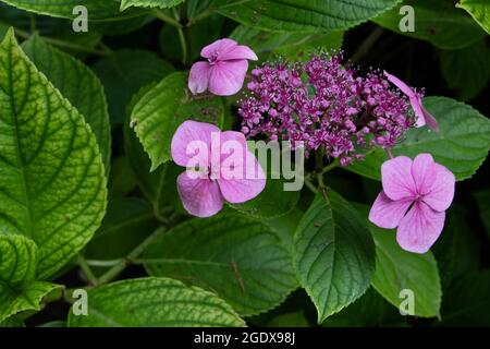 Hortensia Pflanze mit leuchtend rosa Blüten. Hortensia macrophylla blüht. Stockfoto