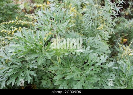 Artemisia absinthium. Große Wermut- oder Absinth-Sageworth- oder Absinthium-blühende Pflanze. Stockfoto