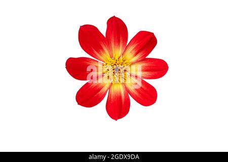 Rote Dahlia einfache Blume mit acht Blütenblättern und gelbem Zentrum isoliert auf weiß Stockfoto