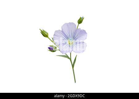 Flachsblaue Blume und Knospen verzweigen isoliert auf weiß. Linum usitatissimum. Leinenstoff Pflanze. Stockfoto