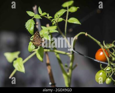 London, Großbritannien 15. August 2021 an einem heißen Tag in London hält ein Admiral-Schmetterling in einer reifen Tomatenpflanze an.Paul Quezada-Neiman/Alamy Live News Stockfoto