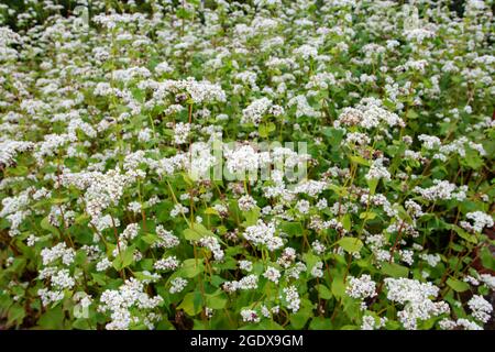 Fagopyrum esculentum Pflanzen mit weißen Blüten. Buchweizenplantage in Blüte. Stockfoto