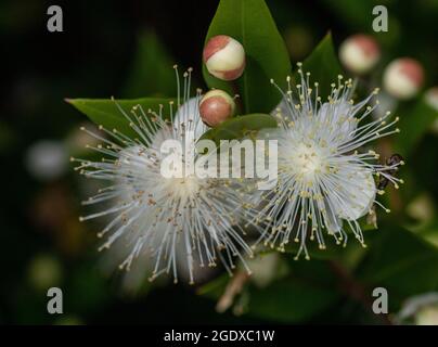 Chilenische Myrte, Luma apiculata, in Blüte. In Gärten weit verbreitet (Makrofoto) Stockfoto