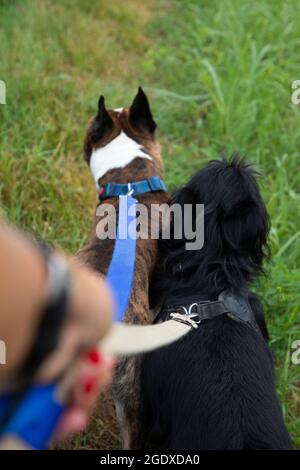 Dog Sitter nimmt Hunde mit auf einen Spaziergang Stockfoto