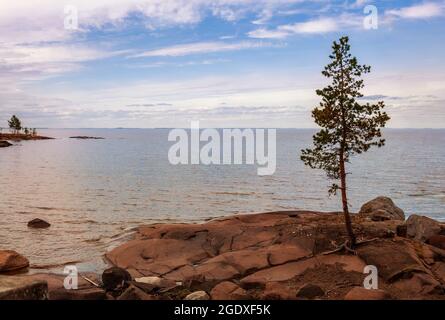 Schöne Sommer Seenlandschaft. Felsige Ufer des Lake Ladoga und eine einsame Kiefer auf den Steinen Stockfoto