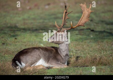 Schöner junger Hirsch mit großen Hörnern, die auf dem Gras liegen Stockfoto