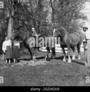 1960, historisch, draußen auf einem Feld, ein kleines Kind, das auf einem sehr großen Zugpferd sitzt, mit Mutter, Großmutter und Landwirt, des Monies, USA. Obwohl es seltsam erscheinen mag, ein so kleines Kind auf einem so großen Tier zu sehen, sind Zugpferde, wie sie bekannt sind, geduldig und haben ein fügsames Temperament. Zugpferde sind die größten Pferderassen und werden für schwere Arbeiten gezüchtet, wie Pflügen, Holzschlag oder Ziehen von Lasten, Aufgaben, die für die Menschen vor der industriellen Revolution und die Erfindung der Verbrennungsmotoren und Dampfmaschinen und Traktoren wichtig sind. Stockfoto