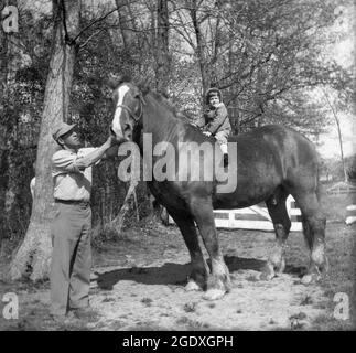 1960er Jahre, historisch, draußen auf einem Bauernhof, ein kleines Kind sitzt auf einem sehr großen Pferd, mit einem Landwirt stehend seinen Kopf, des Monies, USA. Obwohl es seltsam erscheinen mag, ein so kleines Kind auf einem so großen Tier zu sehen, sind Zugpferde, wie sie bekannt sind, in der Tat geduldige Tiere mit einem fügsamen Temperament. Zugpferde sind die größten Pferderassen und werden für schwere landwirtschaftliche Arbeiten gezüchtet, wie Pflügen, Holzschlag oder Ziehen von Lasten, für die Wirtschaft vor der industriellen Revolution wesentliche Aufgaben und die Erfindung des Verbrennungsmotors. Stockfoto