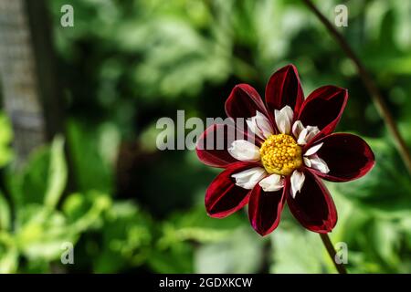 Die Night Butterfly Dahlia bietet dunkle karmesinrote Samtblüten und eine rosa-weiße innere Raffe. Stockfoto