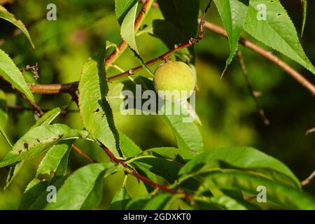 Nahaufnahme des Pfirsichs im peachtree, Prunus persica Melred. Holländischer Garten, Sommer, August, Stockfoto