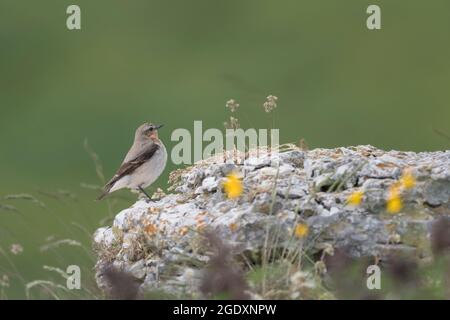 Porträt von Weizenweibchen auf dem Felsen in den Alpen (Oenanthe oenanthe) Stockfoto