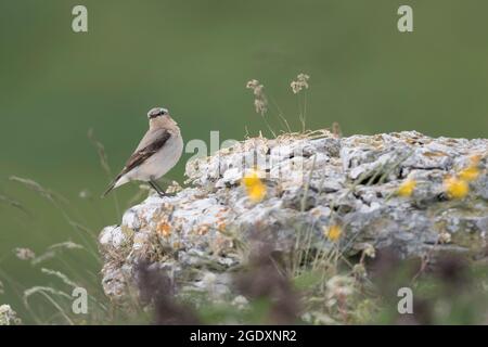 Porträt von Weizenweibchen auf dem Felsen in den Alpen (Oenanthe oenanthe) Stockfoto