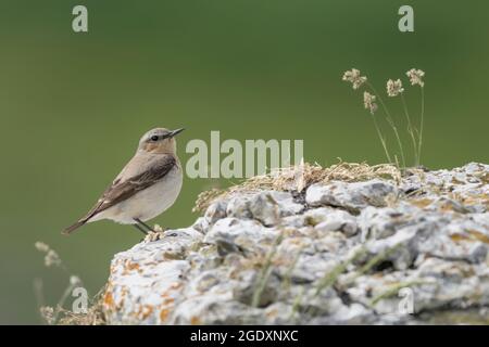 Porträt von Weizenweibchen auf dem Felsen in den Alpen (Oenanthe oenanthe) Stockfoto