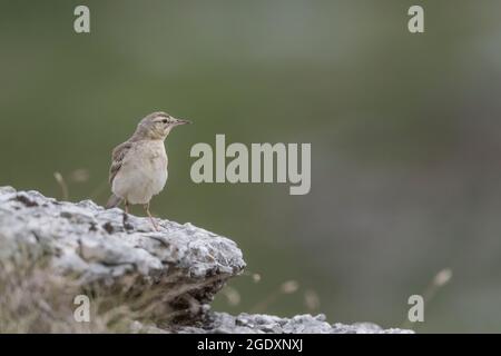 Neues Leben in den Alpen, Portrait des jungen Wheatear (Oenanthe oenanthe) Stockfoto