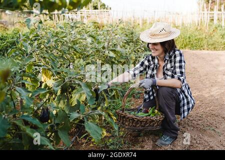 Hispanische Bäuerin, die im städtischen Garten arbeitet und frische Auberginen und Gemüse erntet - Fokus auf Gesicht Stockfoto