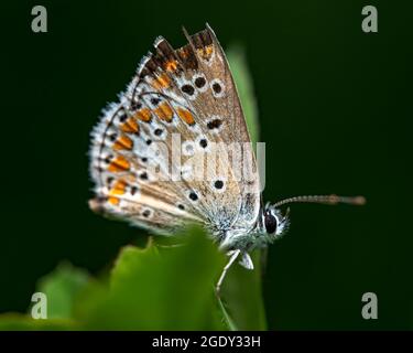 Eine Makroaufnahme eines Geranium-Argus-Schmetterlings auf einem Blatt vor einem schwarzen Backgr Stockfoto