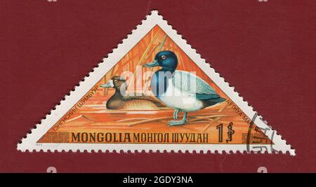 MONGOLEI - UM 1973: Stempel gedruckt von der Mongolei, zeigt Ente, um 1973. Stockfoto