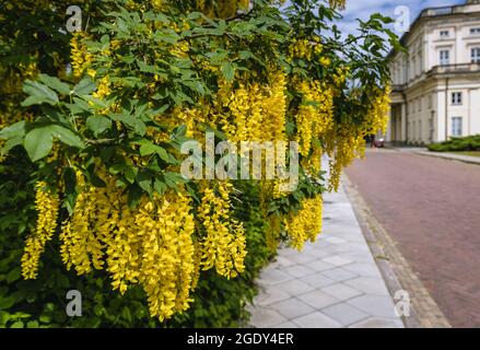 Laburnum × watereri Pflanze, Sorte Vossi gemeinhin als goldener Kettenbaum oder goldener Regenbaum bezeichnet Stockfoto