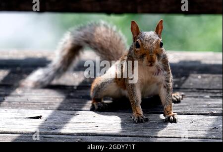 Eichhörnchen kommt auf der Terrasse im Hinterhof an Stockfoto