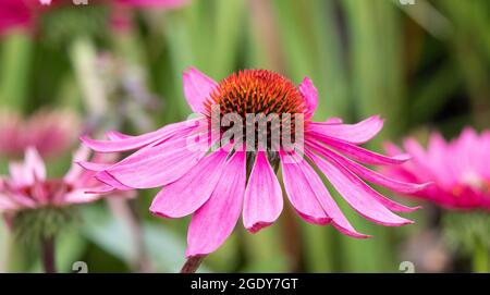 Echinacea Purpurea "Rubinglow" Stockfoto