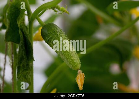 Eine grüne Gurke mit Blumen, die in einem Garten oder im Gewächshaus wachsen. Das Konzept der Ernte. Stockfoto