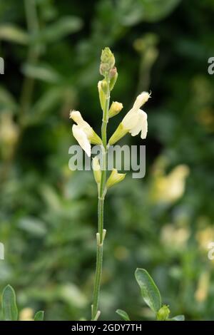 Die Salvia greggii ungold' Stockfoto