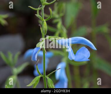 Salvia patens" Cambridge Blau' Stockfoto