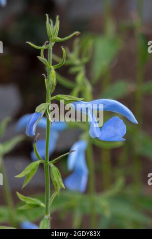 Salvia patens" Cambridge Blau' Stockfoto