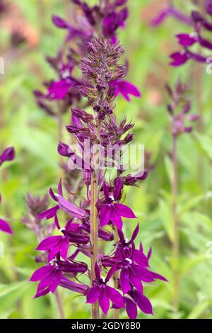 Lobelia × speciosa „Hadspen Purple“ Stockfoto