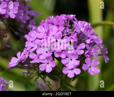 Phlox × arendsii „Luc’s Lilac“ Stockfoto