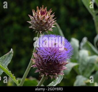 Cynara Cardunculus Karde Stockfoto