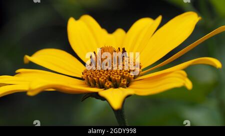 Nahaufnahme der gelben Blume auf einer Ochsenblumenpflanze mit verschwommenem Hintergrund Stockfoto