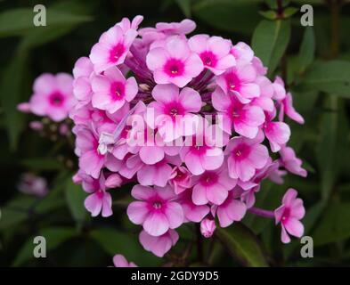 Phlox Paniculata 'Miss Pepper' Stockfoto