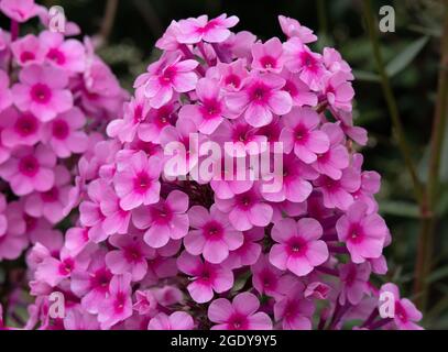 Phlox Paniculata 'Miss Pepper' Stockfoto