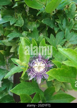 Eine Nahaufnahme einer blühenden Passiflora caerulea in einem Garten Stockfoto