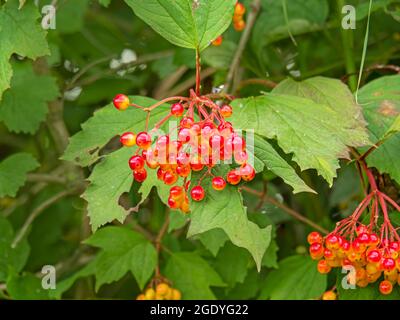 Rote und orangefarbene Beeren der Gelderrose, Viburnum opulus Stockfoto