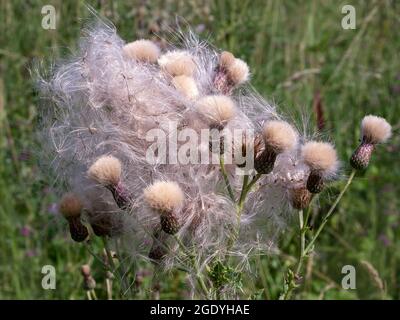 Samen werden von fertigen Distelblüten freigesetzt Stockfoto