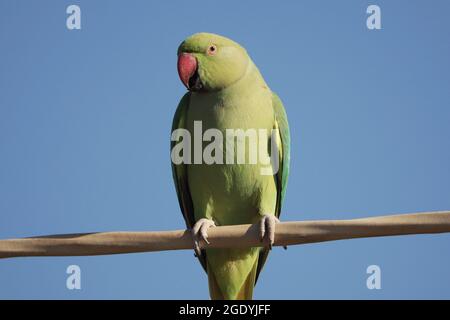 Ein Rosenberingsittich, der auf einem Zweig auf blauem Hintergrund isoliert thront Stockfoto