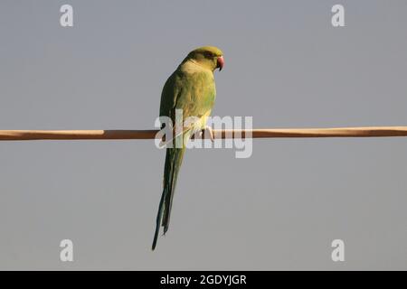 Ein Rosenberingsittich, der auf einem Zweig auf grauem Hintergrund isoliert thront Stockfoto