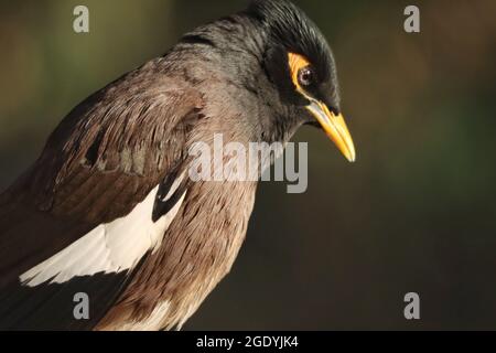 Nahaufnahme eines gewöhnlichen Myna-Vogels Stockfoto