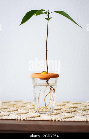 Eine junge Avocado wächst aus Grube oder Samen in Glas Wasser. Stockfoto