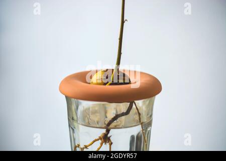 Gesprossene Avocado-Samen mit Wurzeln in einem Glas Wasser. Eine junge Avocado sprießt aus der Grube Stockfoto