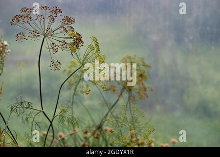 Tanzende Dillblumen. Selektiver Fokus auf Dills im verschwommenen Gewächshaus-Hintergrund. Stockfoto