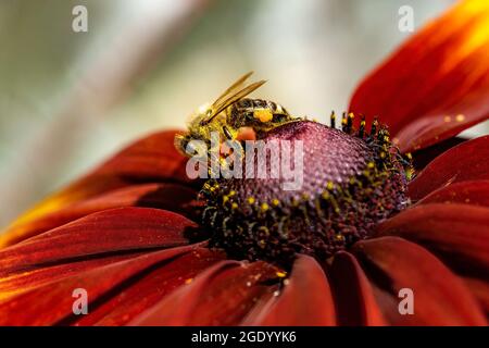 Nahaufnahme einer Honigbiene (APIs mellifera) auf einem Feuerrad (Gaillardia pulchella) im Sonnenschein. Stockfoto